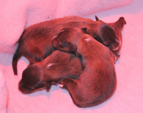 Chiot Shetland Sheepdog des Bordes Rouges