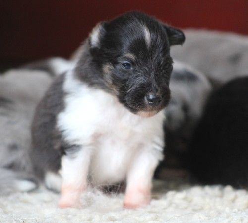 des Bordes Rouges - Chiots disponibles - Shetland Sheepdog