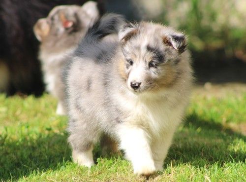 des Bordes Rouges - Chiots disponibles - Shetland Sheepdog