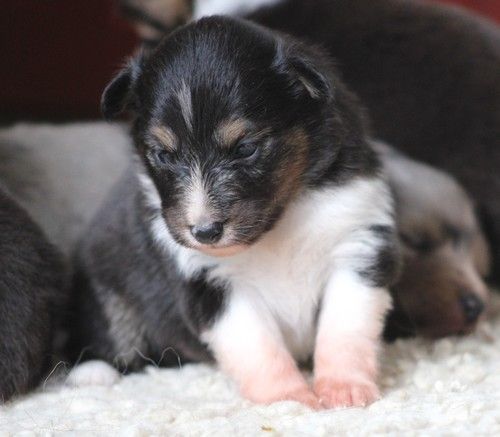 des Bordes Rouges - Chiots disponibles - Shetland Sheepdog