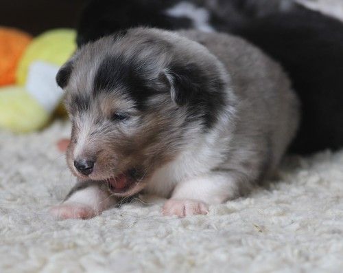 des Bordes Rouges - Chiots disponibles - Shetland Sheepdog