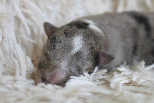 des Bordes Rouges - Chiots disponibles - Shetland Sheepdog