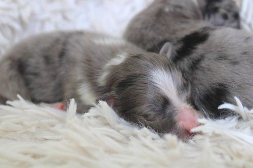 des Bordes Rouges - Chiots disponibles - Shetland Sheepdog