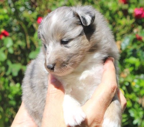 des Bordes Rouges - Chiots disponibles - Shetland Sheepdog