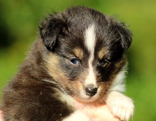 des Bordes Rouges - Chiots disponibles - Shetland Sheepdog