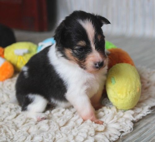 des Bordes Rouges - Chiots disponibles - Shetland Sheepdog