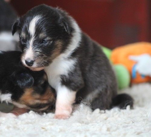 des Bordes Rouges - Chiots disponibles - Shetland Sheepdog