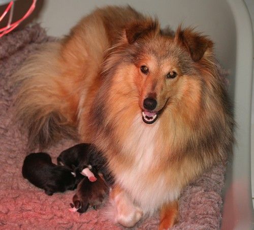 Chiot Shetland Sheepdog des Bordes Rouges