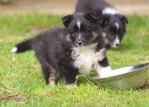 des Bordes Rouges - Chiots disponibles - Shetland Sheepdog