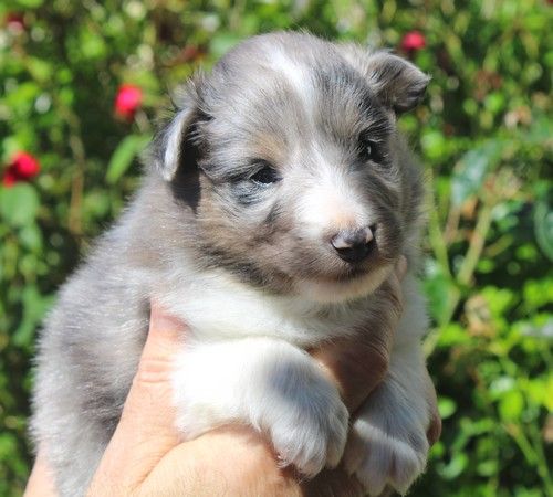 des Bordes Rouges - Chiots disponibles - Shetland Sheepdog
